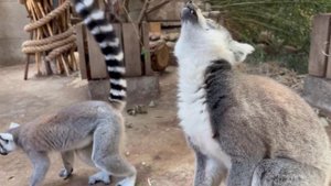 Матриархату вопреки