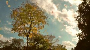 Светлый свет – Листья жёлтые