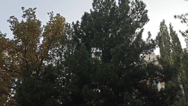 Осень на Плотинке. Екатеринбург