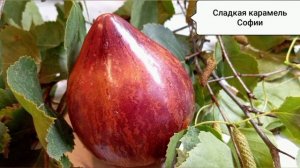 Сорта Софии Сааковой и немного черри в моей коллекции.. Сезон 2025 год..