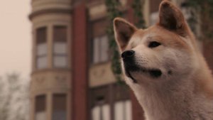 Хатико: Самый верный друг