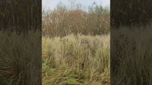 Будни рыболова, 26.10.25.