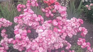 Ангельская роза Ангела ( Анжела, Angela).