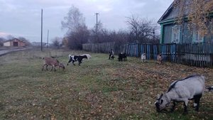 Разговоры на прогулке