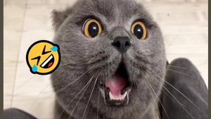 СМЕШНЫЕ КОТЫ, ЛУЧШИЕ ПРИКОЛЫ С КОТАМИ, КОШКИ, ЖИВОТНЫЕ