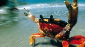 Diesel Power на минималках (Acoustic)