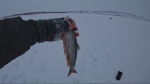 Дальний рукав озера Гремиха.  Арктический Голец.