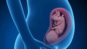 Внутриутробное развитие ребенка