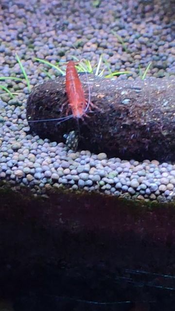 Итоги работы улиток теодоксусов смотреть онлайн