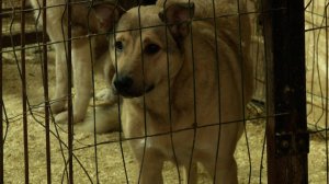 БРАТЬЯ НАШИ МЕНЬШИЕ