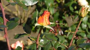 22..10..2025  тэц  ПВН MP4   (346)