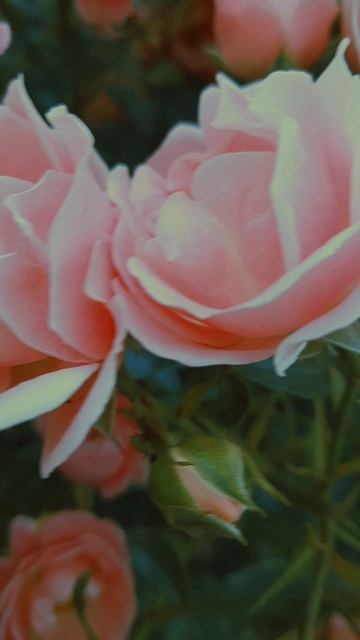 Цветы 🌸 🌸 🌸