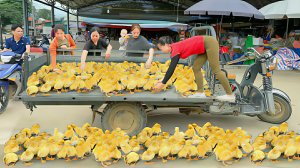 Продаю на местном рынке только что вылупившихся утят. Жизнь во Вьетнаме