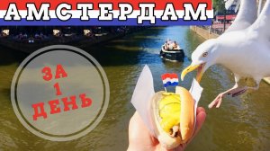 Гуляем по Амстердаму. Нападение голодной чайки в Амстердаме.