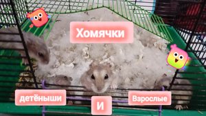 ХОМЯКИ И ИХ ДЕТЁНЫШИ 🐹
