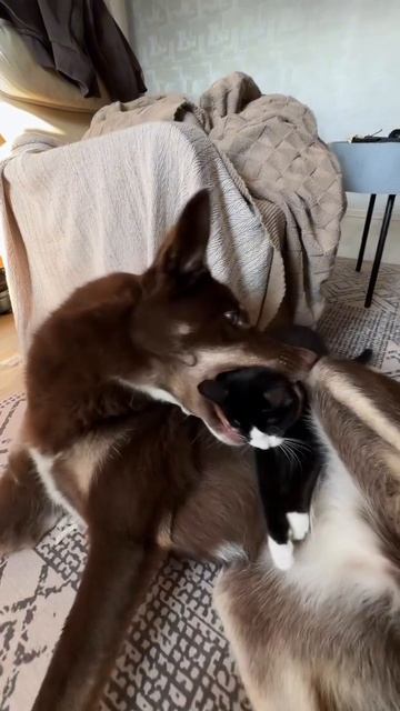 Вкусные котенки