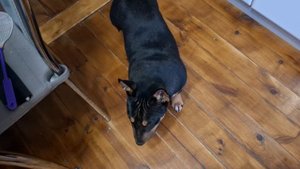 Дождь целый день. Привезли окна. Встречаю в лимонном наряде. Виноград. Полы в теплице