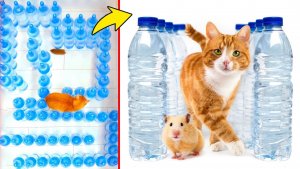 Хомяк против кота: Челлендж с лабиринтом из бутылок с водой