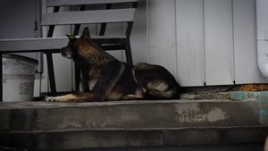 НЕИЗВЕСТНАЯ КРЕМАЦИЯ: РАССЛЕДОВАНИЕ О РИТУАЛЬНЫХ УСЛУГАХ ДЛЯ ЖИВОТНЫХ