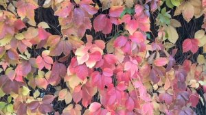 867.Фотогалерея октябрьская, прощальная🧡.