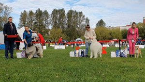 27.09.2025, СПб. Клуб "Русский Стиль" (РКФ, РФСС"). Выставка собак САС 5 группы FCI
