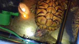 Красноухие черепахи 🐢 утро 31-10-2025