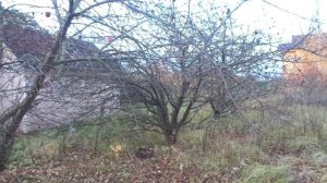 БРОШЕННЫЙ ХУТОР РАСТУТ МНОГО ЯБЛОК ТУТ