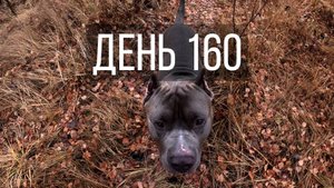 День 160