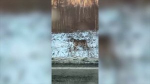 (30.10.2025) Амурского тигра заметили в селе Селихино Комсомольского района