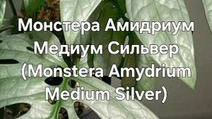 Монстера Амидриум Медиум Сильвер (Monstera Amydrium Medium Silver)