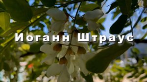 Иоганн Штраус, сын. Вальс весенние голоса. Классическая музыка