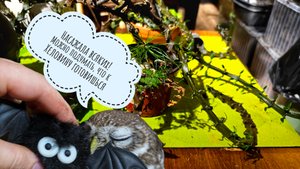 Забыть про еду сыча Лучика - это провал! Как приручить дракона: пересадка церопегии "Чёрный дракон"