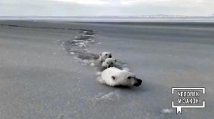 Видео недели. В мире животных. Человек и закон. Фрагмент выпуска от 31.10.2025