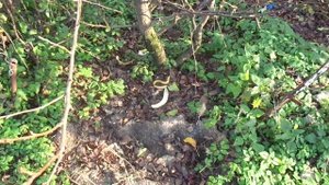 КАК ПОЛУЧАТЬ ПЛОДЫ ГРУШИ КАЖДЫЙ ГОД