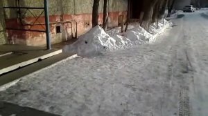 КОТЫ НАШЕГО ДОМА~1