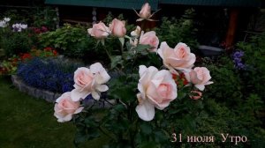 Чандос Бьюти 2025