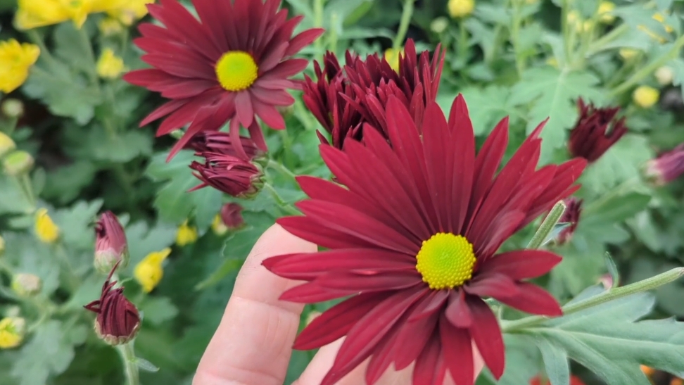 31-10-2025.Цветы и не только в Ашан Мега Парнас.