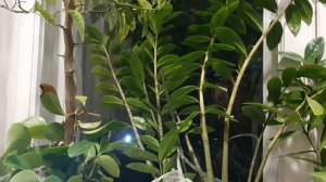 Победителем враньё оказалось...