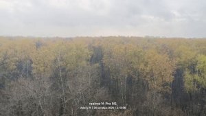 Москва, лесопарк Лосиный остров 🌳🌲🍂🌳🌲🍂🌳🌲 24.10.2025