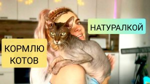 🐾 Натуральное питание для кошек: чем мы кормим Феликса и Рыжика 🐱