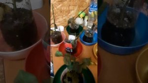 Зарождение новой жизни.