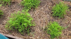 Получаем от сидератов  максимальную пользу. Секреты осенней сидерации.