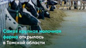 Самая крупная молочная ферма открылась в Томской области