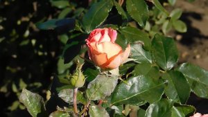 22..10..2025  тэц  ПВН MP4   (357)