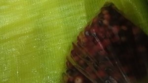 Угостили клюквой, яблоками, кабачками.