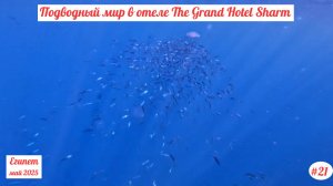 Отдых в Египте | Подводный мир отеля The Grand Hotel | Май 2025 | Часть 21-я.