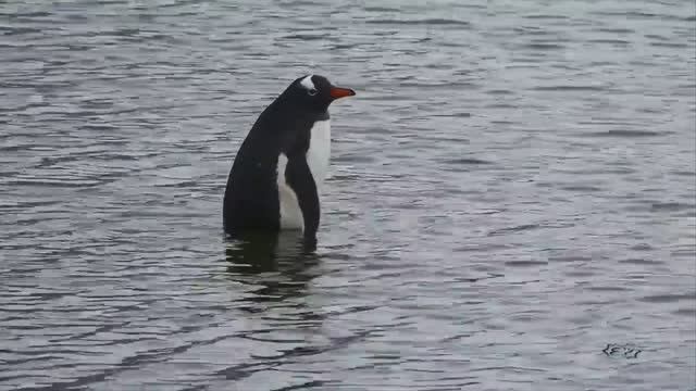 История пингвина под известную музыку Эннио Морриконе