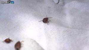 Быстрые новости 01 11 2025