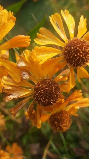 Гелениум 🌼