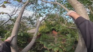 Пилю орех и шелковицу. Посадили саженцы деревьев